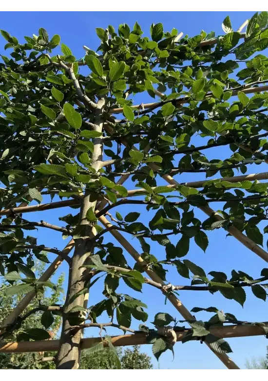 Hainbuche Spalier | Carpinus Betulus