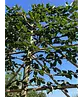 Hainbuche Spalierbaum | Carpinus Betulus