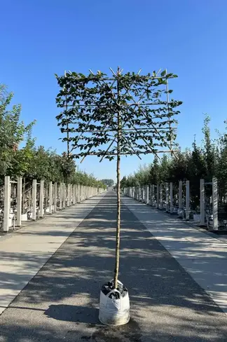 Hainbuche Spalierbaum | Carpinus Betulus