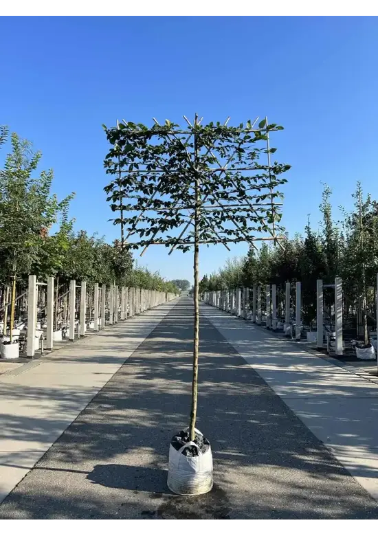 Hainbuche Spalierbaum | Carpinus Betulus
