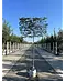 Hainbuche Spalierbaum | Carpinus Betulus