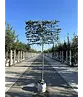 Hainbuche Spalierbaum | Carpinus Betulus
