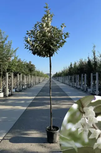 Wintergrüne Ölweide | Elaeagnus ebbingei