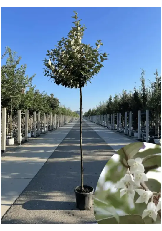Wintergrüne Ölweide | Elaeagnus ebbingei