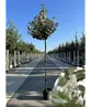 Wintergrüne Ölweide | Elaeagnus ebbingei