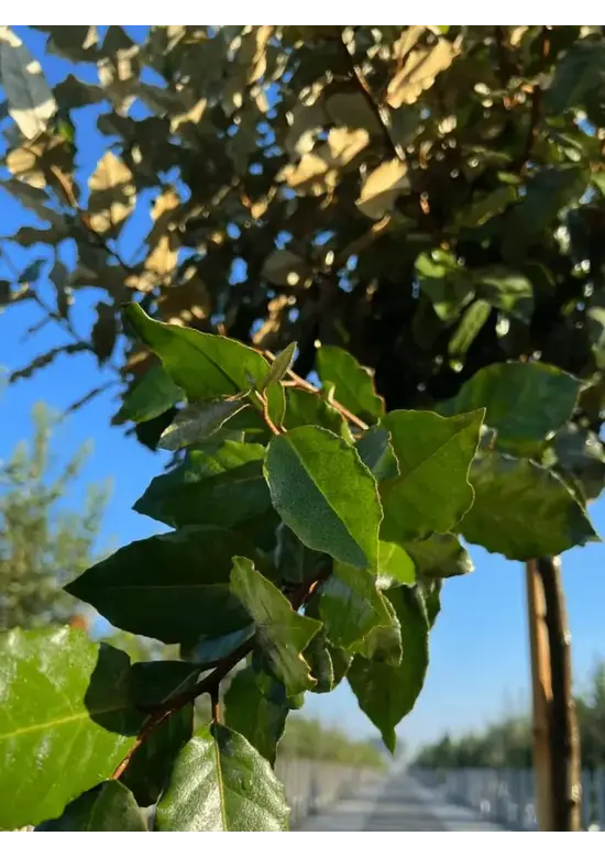Wintergrüne Ölweide | Elaeagnus ebbingei
