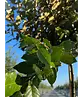 Wintergrüne Ölweide | Elaeagnus ebbingei