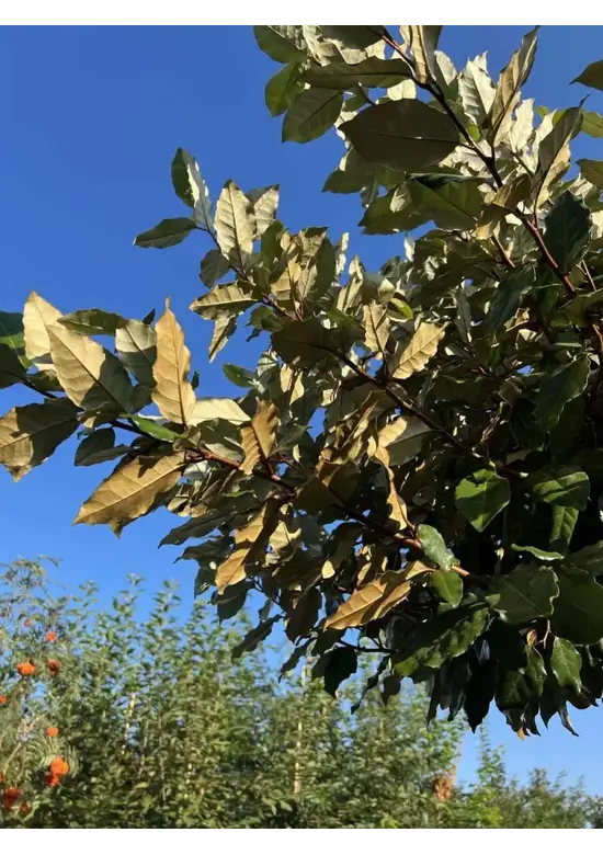 Wintergrüne Ölweide | Elaeagnus ebbingei