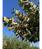 Wintergrüne Ölweide | Elaeagnus ebbingei