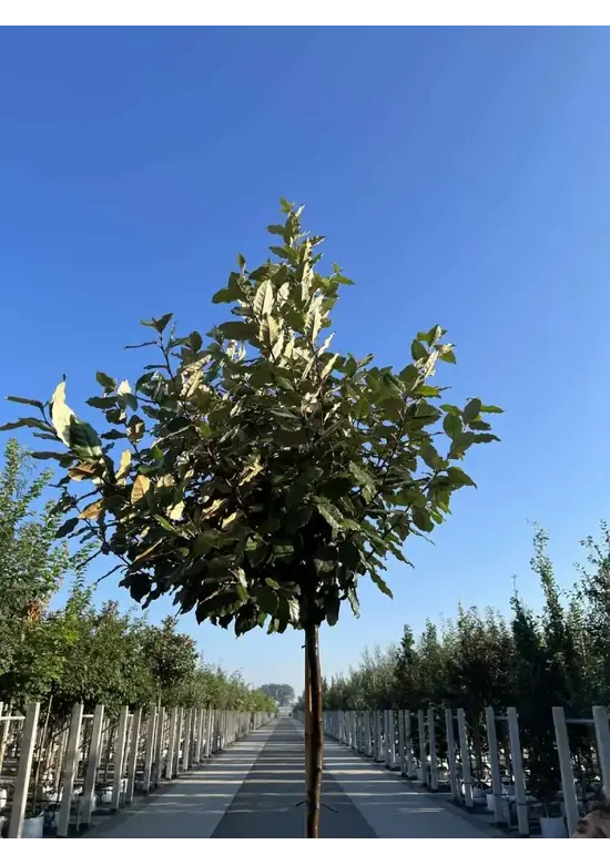 Wintergrüne Ölweide | Elaeagnus ebbingei