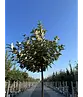 Wintergrüne Ölweide | Elaeagnus ebbingei