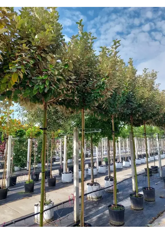 Wintergrüne Ölweide | Elaeagnus ebbingei