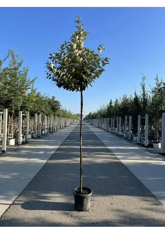 Wintergrüne Ölweide | Elaeagnus ebbingei