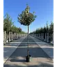 Wintergrüne Ölweide | Elaeagnus ebbingei