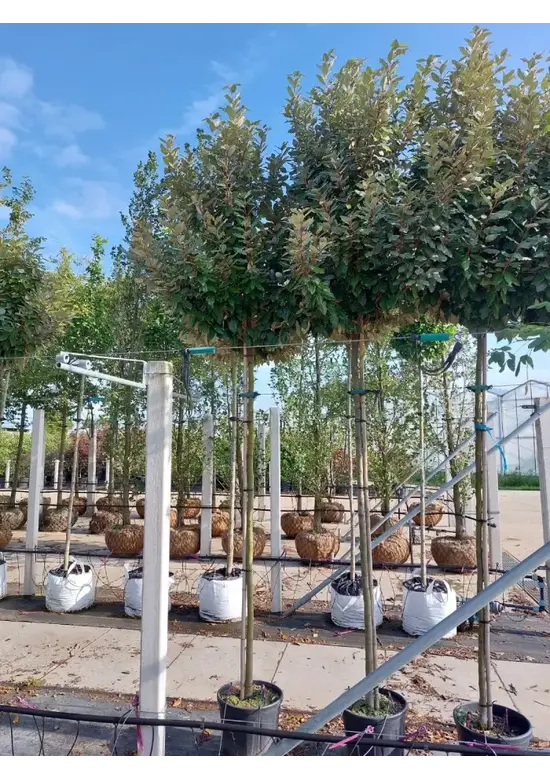 Wintergrüne Ölweide | Elaeagnus ebbingei