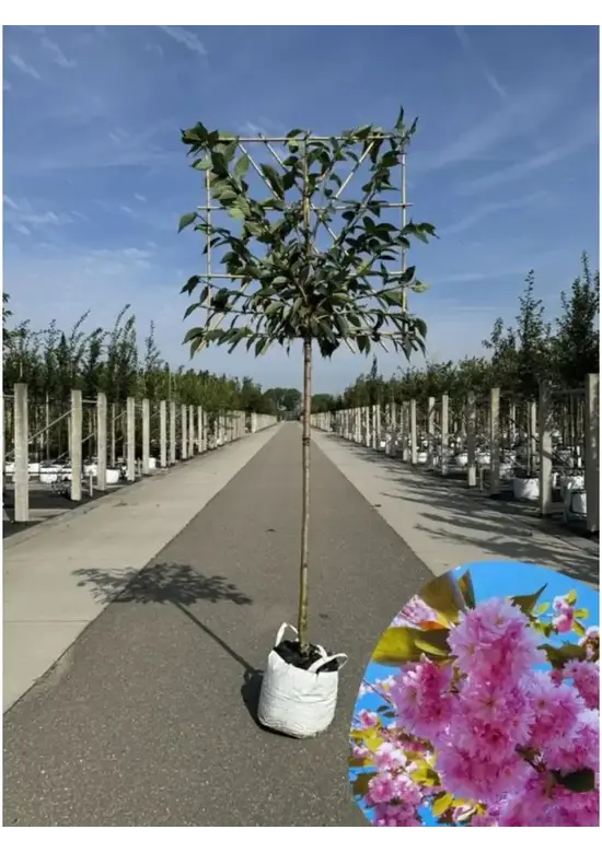 Japanische Nelkenkirsche Spalier | Prunus serrulata 'Kanzan'