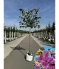 Japanische Nelkenkirsche Spalier | Prunus serrulata 'Kanzan'