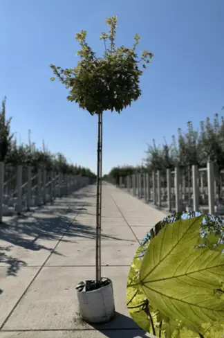 Kugel Berg-Ahorn 'Brilliantissimum' | Acer pseudoplatanus 'Brilliantissimum'