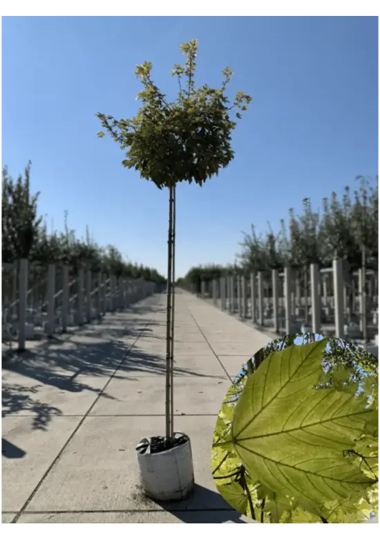 Kugel Berg-Ahorn 'Brilliantissimum' | Acer pseudoplatanus 'Brilliantissimum'