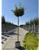 Kugel Berg-Ahorn 'Brilliantissimum' | Acer pseudoplatanus 'Brilliantissimum'