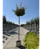Kugel Berg-Ahorn 'Brilliantissimum' | Acer pseudoplatanus 'Brilliantissimum'