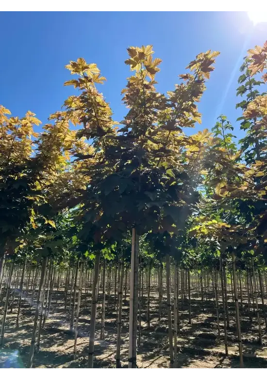 Kugel Berg-Ahorn 'Brilliantissimum' | Acer pseudoplatanus 'Brilliantissimum'