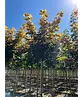 Kugel Berg-Ahorn 'Brilliantissimum' | Acer pseudoplatanus 'Brilliantissimum'