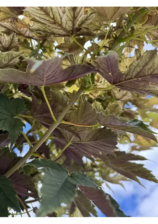 Kugel Berg-Ahorn 'Brilliantissimum' | Acer pseudoplatanus 'Brilliantissimum'