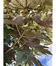 Kugel Berg-Ahorn 'Brilliantissimum' | Acer pseudoplatanus 'Brilliantissimum'