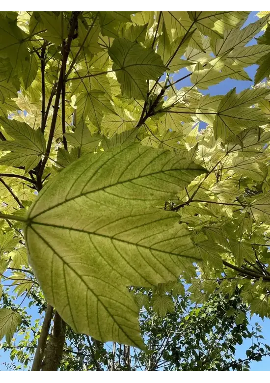 Kugel Berg-Ahorn 'Brilliantissimum' | Acer pseudoplatanus 'Brilliantissimum'