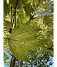 Kugel Berg-Ahorn 'Brilliantissimum' | Acer pseudoplatanus 'Brilliantissimum'