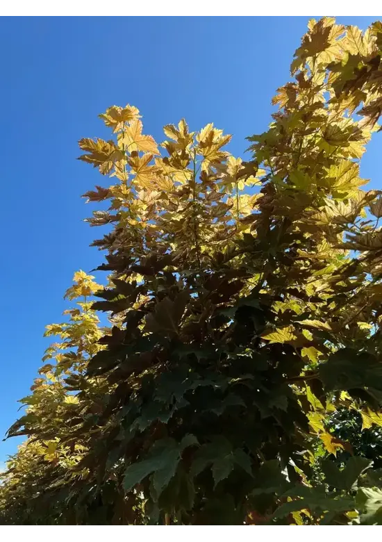 Kugel Berg-Ahorn 'Brilliantissimum' | Acer pseudoplatanus 'Brilliantissimum'