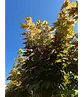 Kugel Berg-Ahorn 'Brilliantissimum' | Acer pseudoplatanus 'Brilliantissimum'