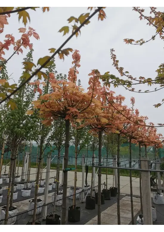 Kugel Berg-Ahorn 'Brilliantissimum' | Acer pseudoplatanus 'Brilliantissimum'