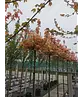 Kugel Berg-Ahorn 'Brilliantissimum' | Acer pseudoplatanus 'Brilliantissimum'