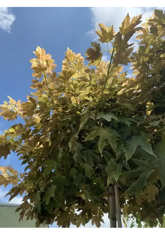 Kugel Berg-Ahorn 'Brilliantissimum' | Acer pseudoplatanus 'Brilliantissimum'
