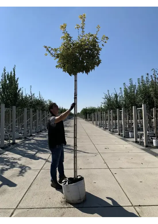 Kugel Berg-Ahorn 'Brilliantissimum' | Acer pseudoplatanus 'Brilliantissimum'