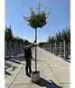 Kugel Berg-Ahorn 'Brilliantissimum' | Acer pseudoplatanus 'Brilliantissimum'