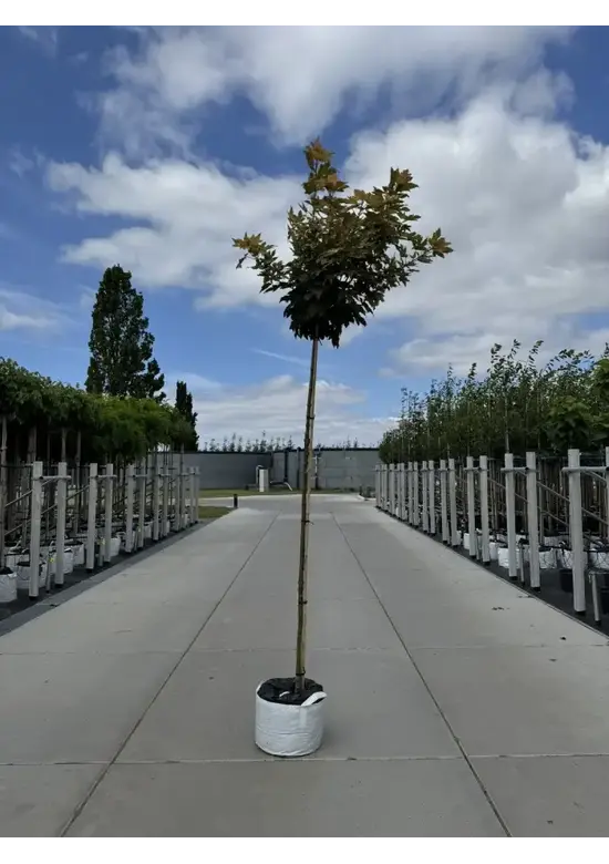 Kugel Berg-Ahorn 'Brilliantissimum' | Acer pseudoplatanus 'Brilliantissimum'