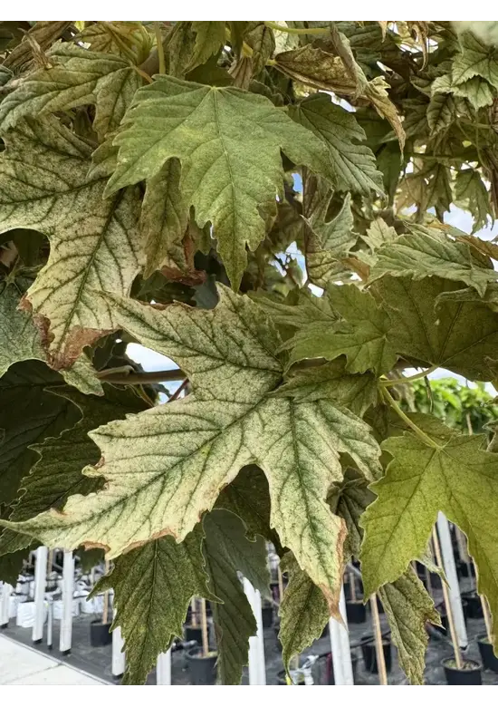 Kugel Berg-Ahorn 'Brilliantissimum' | Acer pseudoplatanus 'Brilliantissimum'