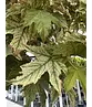 Kugel Berg-Ahorn 'Brilliantissimum' | Acer pseudoplatanus 'Brilliantissimum'