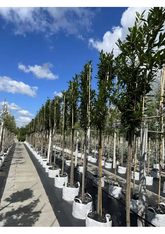 Kaukasischer Kirschlorbeer Spalier | Prunus laurocerasus 'Caucasica'