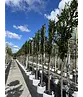 Kaukasischer Kirschlorbeer Spalier | Prunus laurocerasus 'Caucasica'