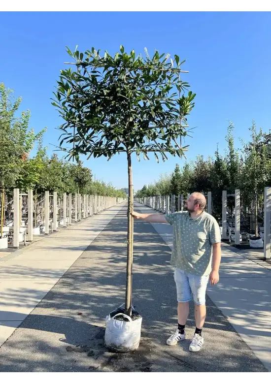Kaukasischer Kirschlorbeer Spalier | Prunus laurocerasus 'Caucasica'