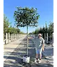 Kaukasischer Kirschlorbeer Spalier | Prunus laurocerasus 'Caucasica'