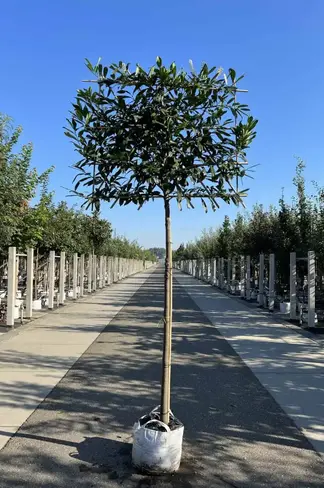 Kaukasischer Kirschlorbeer Spalier | Prunus laurocerasus 'Caucasica'