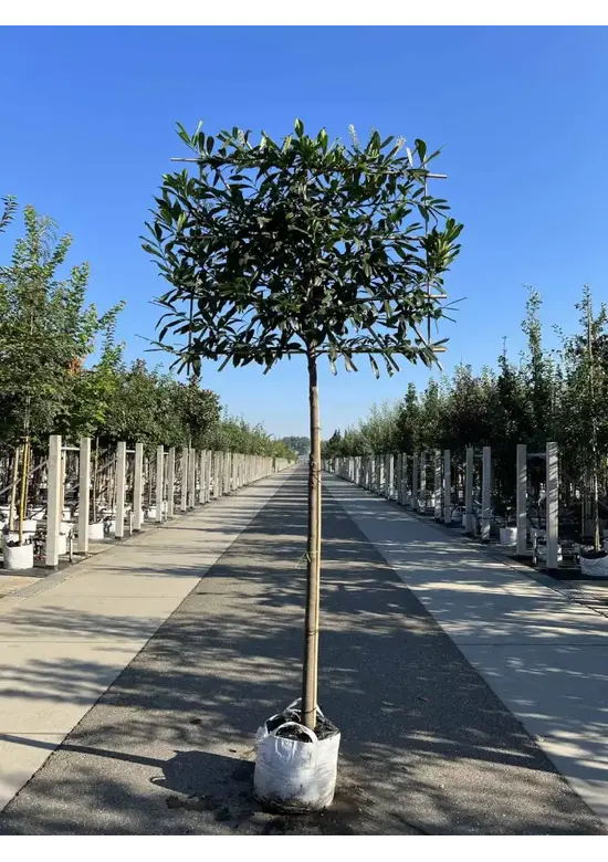 Kaukasischer Kirschlorbeer Spalier | Prunus laurocerasus 'Caucasica'