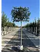 Kaukasischer Kirschlorbeer Spalier | Prunus laurocerasus 'Caucasica'