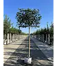 Kaukasischer Kirschlorbeer Spalier | Prunus laurocerasus 'Caucasica'