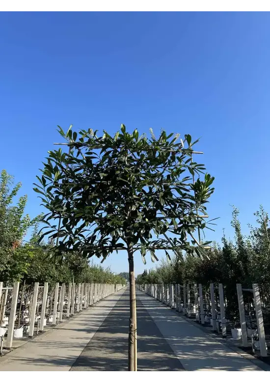 Kaukasischer Kirschlorbeer Spalier | Prunus laurocerasus 'Caucasica'